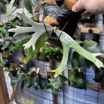 さて...どうなるか...