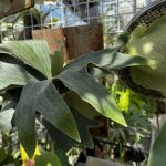 PANE1はすぐにダレル...