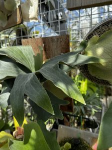 PANE1はすぐにダレル...