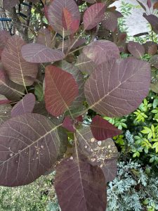 春を感じさせるスモークツリー。