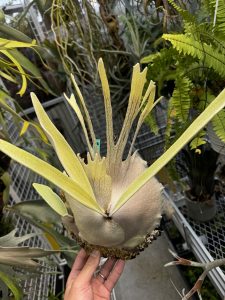 超尖るP.veitchii (ARs)