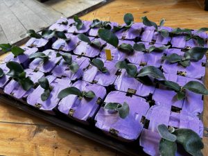 やっちまった鉢植え管理。