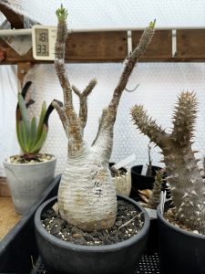 グラキリスが起きたようです。