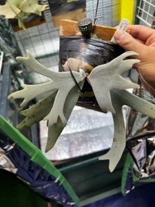 期待はしている、が、喜びはしていない。