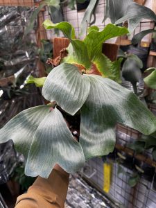 ２頭ネプチューンがイカス！