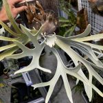 成長点が消えるビカクシダ。