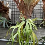 jawa ウィリンキーが凄く良い感じに好み。