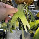 ラッキーが面白いよラッキー