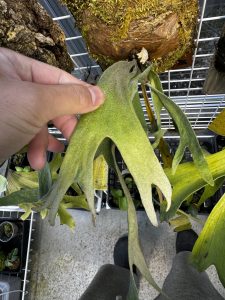 ラッキーが面白いよラッキー