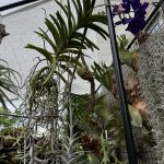 屋外栽培場で吊るされたい。