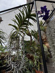 屋外栽培場で吊るされたい。