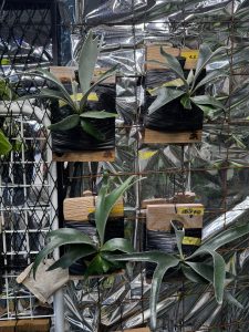 【その後】肥料を与えてからの変化。