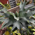 え...もう胞子が...?