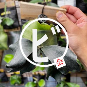 【6/12（水）】丸ﾋﾞ会！フリー枠作りました！