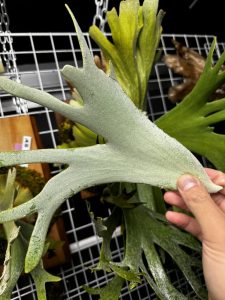 パキッと折れた胞子葉。