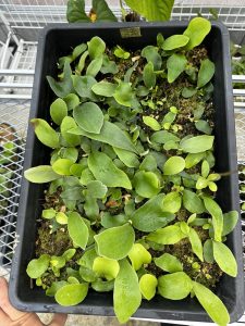 【丸ﾋﾞ会】「抜き」苗するか...？しないか...？