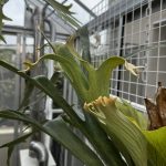 暴れ回るこーなん。