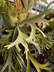 P. willinckii "FRK-青"の記録。３