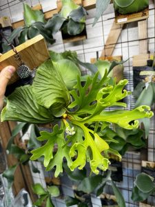 リドレイを蒔き続けるのです。