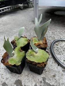 朝から株分けと植え込み。