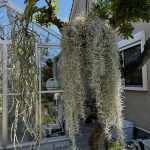 ウスネオイデスの開花。