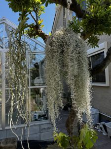 ウスネオイデスの開花。