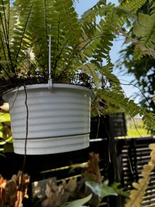 シダが良い日だ。