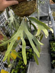 斑入りビカクがホント好き。