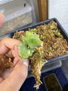 水苔蒔きのスペーシングがめっちゃ楽。