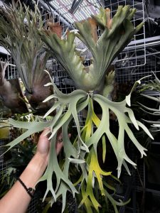 P. willinckii  "FRK-白"の記録。