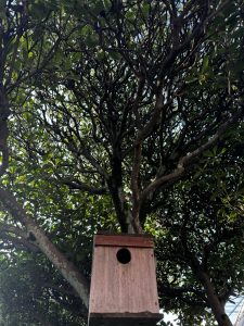 今年もやってきた【四十雀】