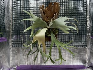 困った成長点。