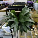 定期的なハダニ対策。