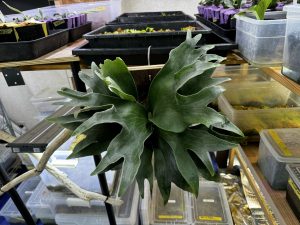 定期的なハダニ対策。