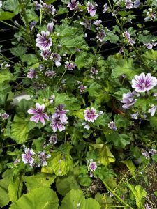 北側ハーブガーデンよりマロウコモンの咲き乱れ。