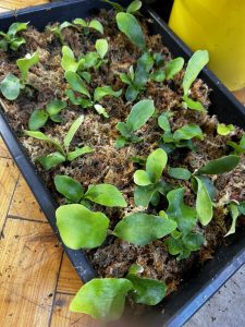 ついにやっつけた。