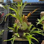 ビフルカツムが良い感じ。