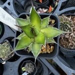 実生ホリダを見る。