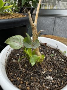 復活のペティオラリス