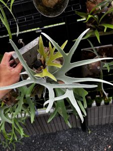 ビーチーはとてもゆっくりだけれど。