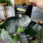 青黒く白いヒリーッテ？