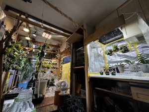植物部屋でやれることをやる。