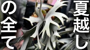 YouTubeもサムネは加工バリバリ。