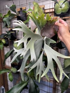 ウィリンキーってやっぱ美しい。