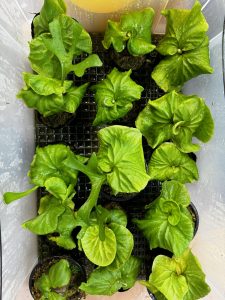 リドレイの胞子培養たち。