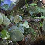 涼のイモリウム。