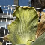 貯水が見事なウィリンキー...