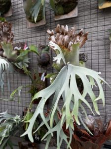 温室の外がマジ涼しい。