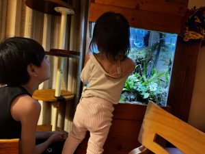 夏前に水槽をメンテナンスする。