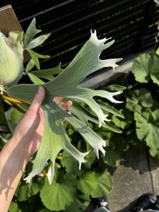 直射でもなんとか超えて見せよう...